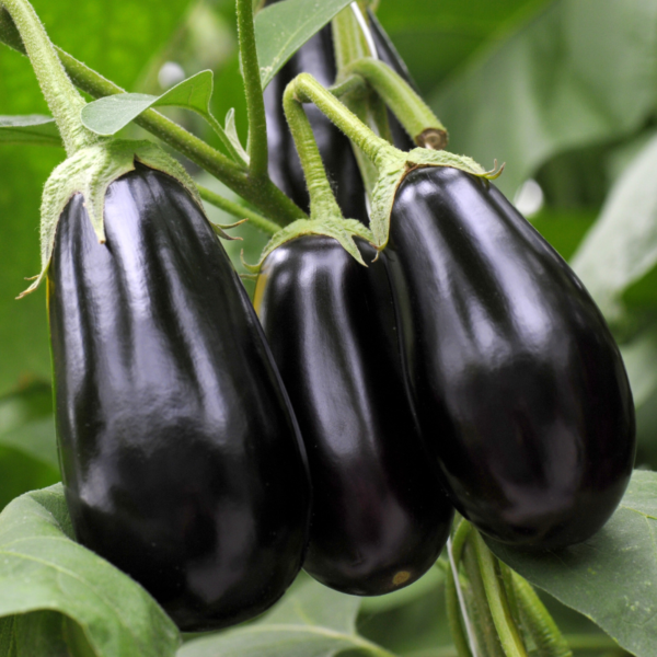 Organic Eggplant - BlackPurple 400g