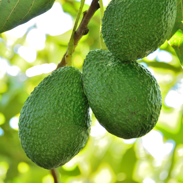 Organic Avocado - Hass (Each)